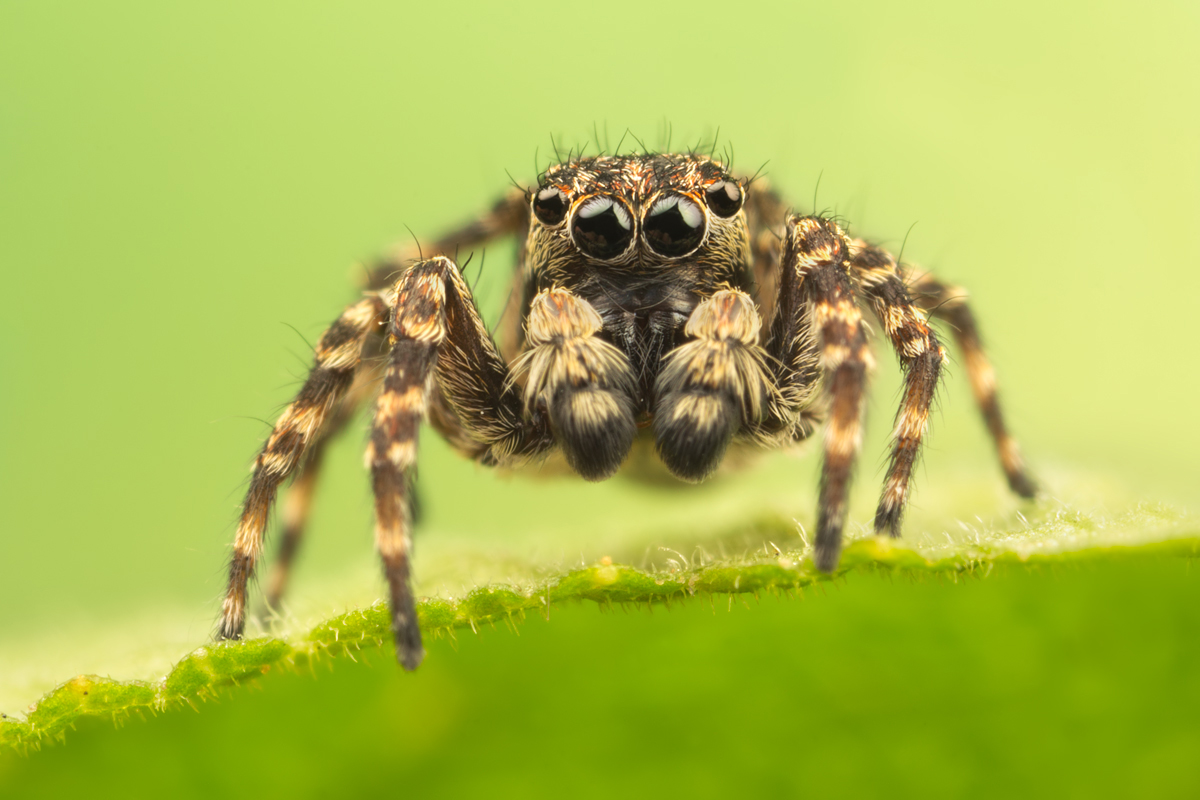 Jumping Spider - Sitticus pubescens 9